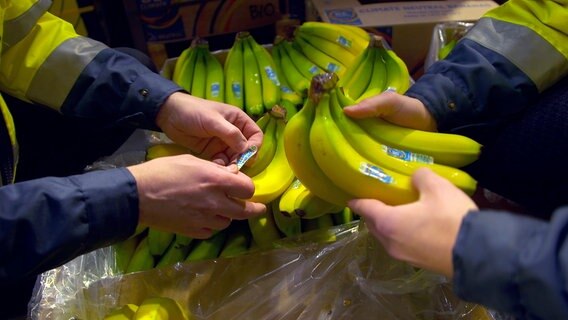Bananen werden begutachtet. © NDR/stennerfilm 