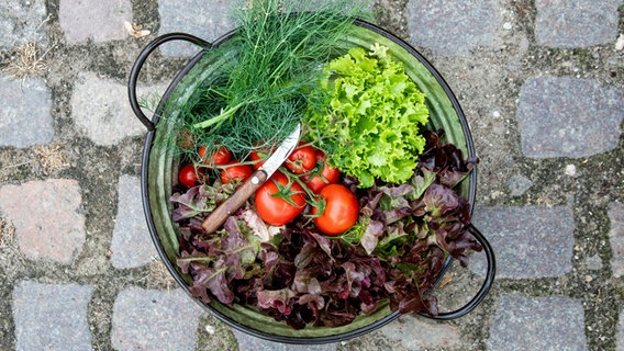 Frisch geernteter Salat, Dill und Tomaten in einer großen Schale. © NDR Foto: Claudia Timmann