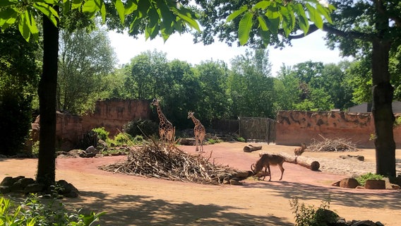 Der Boden der Giraffenanlage muss dringend generalüberholt werden. Das ist wichtig für die Klauengesundheit der afrikanischen Savannenbewohner. © NDR/Doclights/Jeannine Apsel 