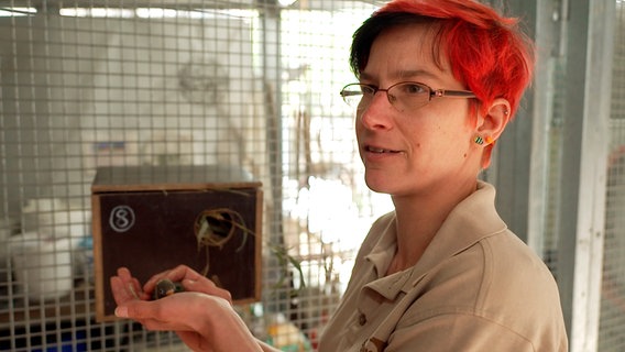 Der Nachwuchs der Rußköpfchen muss beringt werden. Durch den Ring können die Vögel jederzeit identifiziert werden. Der Nachwuchs der Rußköpfchen muss beringt werden. Durch den Ring können die Vögel jederzeit identifiziert werden. © NDR/Doclights/Petra Tschumpel