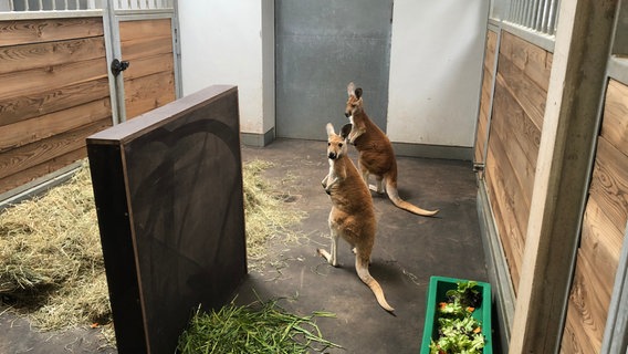 Supersüßer Neuzugang im Outback: Zwei Rote Riesenkängurus ziehen in das Revier der Tiere Australiens ein. Zoobewohner mit absolutem Kuschelfaktor! Manja Fuhrmann und Maggie Lehmann breiten alles für die Ankunft der Roten Riesen vor und sind schockverliebt, als die Känguru-Weibchen endlich aus den Transportboxen hüpfen. Supersüßer Neuzugang im Outback: Zwei Rote Riesenkängurus ziehen in das Revier der Tiere Australiens ein. Zoobewohner mit absolutem Kuschelfaktor! Manja Fuhrmann und Maggie Lehmann breiten alles für die Ankunft der Roten Riesen vor und sind schockverliebt, als die Känguru-Weibchen endlich aus den Transportboxen hüpfen. © NDR/Doclights/Jeannine Apsel