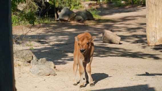 Vor zwölf Tagen kam Kälbchen Tjark auf die Welt. Heute darf das kleine Kerlchen zum ersten Mal nach draußen auf die Anlage. © NDR/Doclights/Erlebnis-Zoo Hannover 