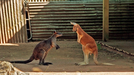 Spannung bei den Roten Riesen: Die neuen Riesenkängurus dürfen endlich raus aus der Quarantäne und auf die große Anlage zu ihren Mitbewohnern. Im Revier Outback teilen sie sich das Gehege mit den australischen Sumpfwallabys. Die Tierpflegerinnen hoffen, dass bei der Eingewöhnung der Neuankömmlinge alles glimpflich abläuft. Doch plötzlich kippt die Stimmung zwischen Neuzugang und Altbewohner… Spannung bei den Roten Riesen: Die neuen Riesenkängurus dürfen endlich raus aus der Quarantäne und auf die große Anlage zu ihren Mitbewohnern. Im Revier Outback teilen sie sich das Gehege mit den australischen Sumpfwallabys. Die Tierpflegerinnen hoffen, dass bei der Eingewöhnung der Neuankömmlinge alles glimpflich abläuft. Doch plötzlich kippt die Stimmung zwischen Neuzugang und Altbewohner… © NDR/Doclights/Jeannine Apsel
