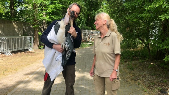 Marabu-Weibchen Mara wirkt etwas schlapp und kraftlos. Der afrikanische Storchenvogel gibt Tierpflegerin Uschi Otto und Zoo-Doc Viktor Molnár Rätsel auf: Steckt bei Mara ein Ei fest? Oder ist der vor Jahren behandelte Tumor wieder zurück? Es nützt nichts, Maras Bauchhöhle muss durchleuchtet werden. Der Tierarzt will Mara so wenig wie möglich Stress zumuten, deshalb bekommt sie keine Narkose. Doch es ist gar nicht mal so einfach, den 6-Kilo-Vogel ruhig auf den Röntgentisch zu legen… © NDR/Doclights/Jeannine Apsel 