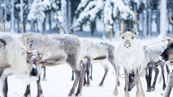 Rentiere in einem verschneiten Wald. Zwischen grauen Tieren, steht ein weißes Rentier und schaut in die Kamera. © picture alliance/dpa/Kaisa Siren | Kaisa Siren 