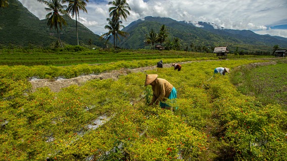 Chili-Ernte im Sulawesi. Menschen mit gewebten Kegelhüten beugen sich runter auf ein Feld. Im Hintergrund ziehen tiefliegende Wolken an Gebirgsspitzen vorbei. © picture alliance / Xinhua News Agency | Opan 