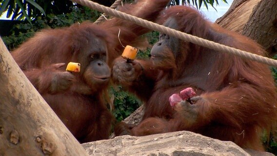 Eis am Stil für die Orang-Utans. © NDR 