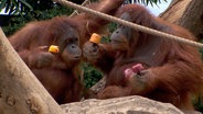 Eis am Stil für die Orang-Utans. © NDR 