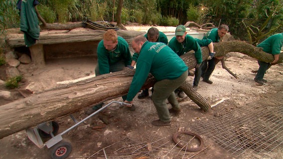 Das Außengehege der Otter wird aufwendig umgestaltet. © NDR 