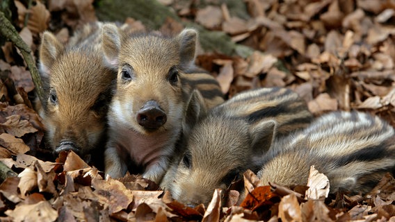 Frischlinge werden schon am Ende des Winters geboren, die kleinen Wildschweine kuscheln sich eng aneinander, um sich gegenseitig zu wärmen. © NDR/Doclights GmbH NDR Naturfilm 