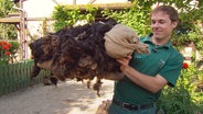 Dave Nelde hat einen Schafs-Dummy für die Löwen gebastelt. © NDR 