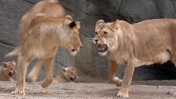 Vier Löwen fauchen sich an und verfolgen sich. © NDR, honorarfrei 