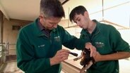 Tierarzt Dr. Michael Flügger untersucht ein kleines Ferkel. © NDR 