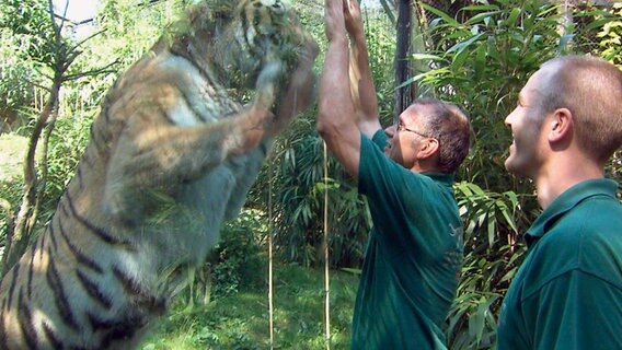 Uwe Fischer spielt mit Tiger Taiga an der Glasscheibe des kleinen Geheges. © NDR 