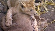 Ein Löwenjunges "erlegt" den Beutel mit Zebramist. © NDR 