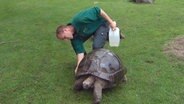 Philipp Detzner ölt die Schildkrötenpanzer ein. © NDR 