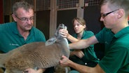 Känguru Alice in medizinischer Behandlung bei Thomas Feierabend, Dr. Adriane Prahl und Tobias Taraba. © NDR 
