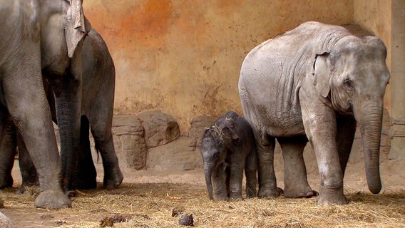 Elefantenbaby Assam darf mit den Großen nach draußen. © NDR/DocLights GmbH 