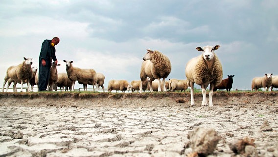 Schafe stehen mit einem Schäfer auf einer ausgetrockneten Wiese, im Boden sind tiefe Risse. © NDR/PIXELGALAXIE 