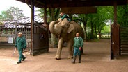 Ein Elefantenritt durch den Tierpark Hagenbeck. © NDR 
