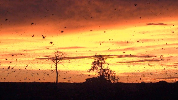 Jedes Jahr im November - wenn die Früchte und um den Kasanka Naturpark reif sind - schwärzt sich in Sambia der Himmel, wenn Millionen Flughunde aus den Nachbarländern im Park ankommen. © NDR/SWR 