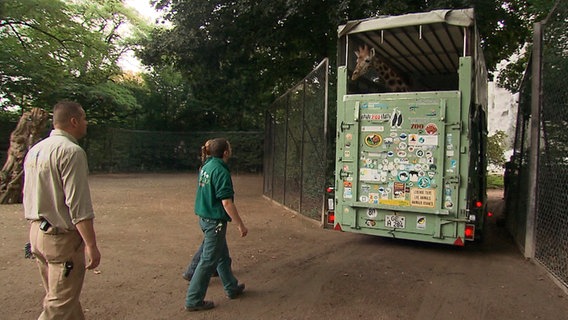 Giraffenjunge Kumbuko geht auf Reisen. © NDR 