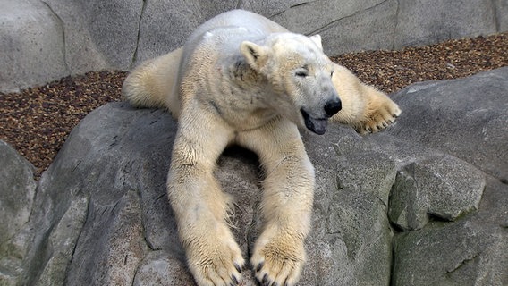 Ein Eisbär im Tierpark © NDR/DocLights GmbH 