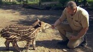Tierpfleger Thomas Günther hat Tapirbaby Parima mit etwas Honig nach Draußen gelockt. © NDR/DocLights GmbH 