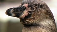 Humboldtpinguin © NDR/DocLights GmbH 