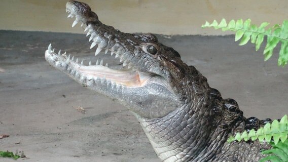 Arterhalt: Philippinen-Krokodile sind die weltweit am stärksten vom Aussterben bedrohte Krokodil-Art. © NDR/Karolin Kietz 