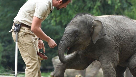 Elefanten ABC: Elefantenkind Kanja lernt von Robert Schieritz die Kommandos, die später bei der alltäglichen Pflege wichtig sind. © NDR/Doclights GmbH 2017 