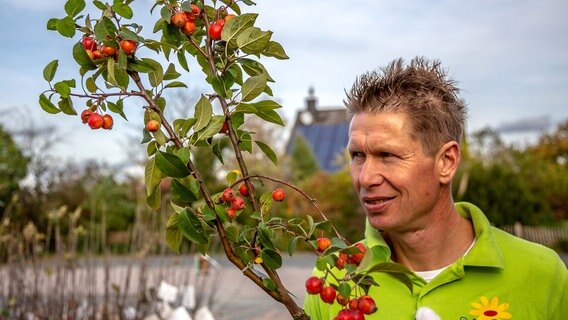 Der Zierapfel eignet sich als Befruchtersorte für viele andere Apfelsorten. © NDR/Udo Tanske 