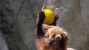 Die Kamtschatkabären toben mit einem Ball herum. © NDR 