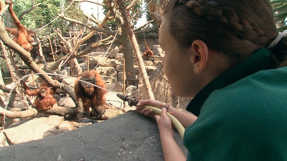 Julia Ganz bietet den Orang-Utans eine nasse Abkühlung. © NDR 