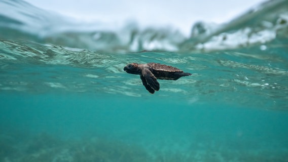 Eine Schildkröte schwimmt im türkisfarbenen Meer vor den Seychellen. © Doclights/Martina Andrés 