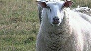 Ein Schaf auf der Weide in Leezdorf  