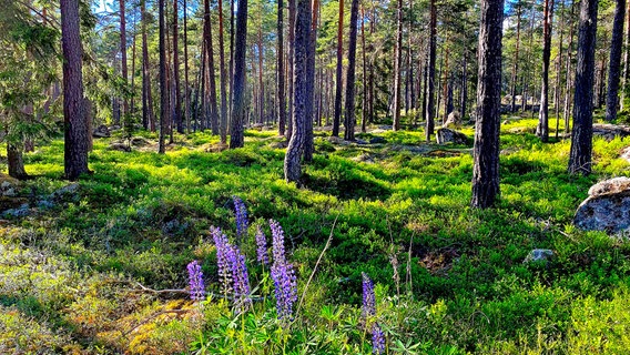 Ein Wald in Smaland. © rbb/Stephan Düfel 