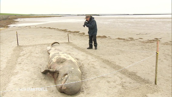 Ein toter Wal liegt am Strand und ein Mann fotografiert diesen.  