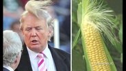 Donald Trump neben einem Maiskolben.  