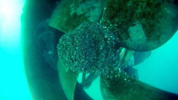 Eine mit Korallen belegte Schiffsschraube unter Wasser im Hamburger Hafen. © Screenshot 