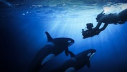 Tierfilmerin und Unterwasserkamerafrau Christina Karliczek Skoglund taucht mit Orcas. © Doclights/Carlo Krüger/Kjetil Astrup 