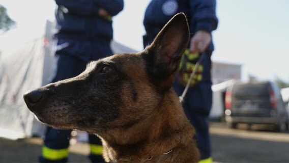Ein Suchhund des Technischen Hilfswerks. © NDR Foto: NDR/Kinescope Film