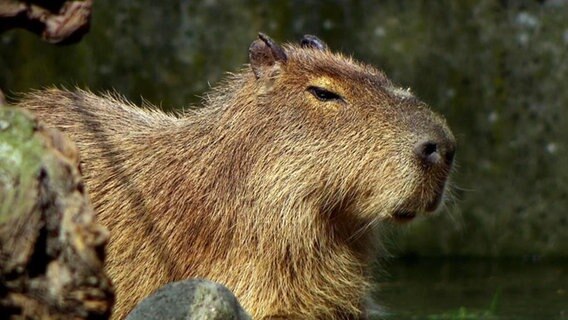 Ein Wasserschwein.  