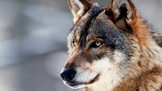Wolf in der Schorfheide © ARD 