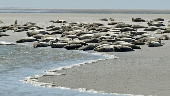Seehunde auf einer Sandbank vor der Insel Pellworm. © WDR/dpa/Carsten Rehder 