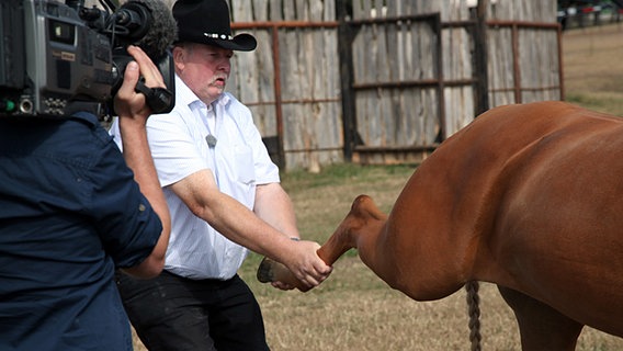 In den USA renkt Tamme Hanken einem Pferd das Bein ein © NDR / Miramedia GmbH 