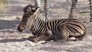 Zebrafohlen liegt auf dem Boden. © NDR 