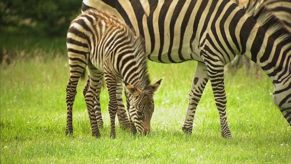 Zebrafohlen mit Mutter auf Wiese  