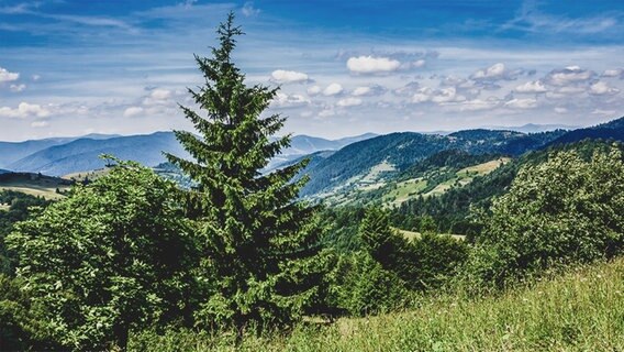 Ein Nadelbaum in einer Berglandschaft. © fotolia.com Foto: Pellinni