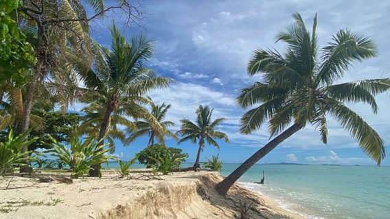 Nicht nur Idylle: die Palmen am Strand von Fidschi hängen über der Küste. Das Meer hat den Strand erodiert - eine Folge des Klimawandels. © NDR Foto: Lena Bodewein